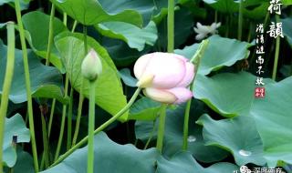 昆山玉碎凤凰叫下一句 昆山玉碎凤凰叫下一句